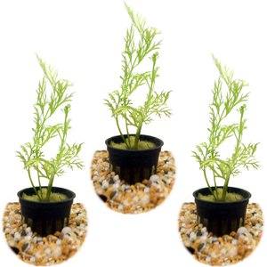 HydrOasis Water Sprite Submerged Potted Reg Fish Plant, 3 count