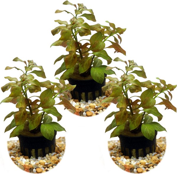 HydrOasis Parrots Feather Plant Bunched Reg Fish Plant, 3 count