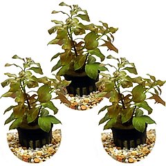 HydrOasis Ludwigia Ovalis Submerged Potted Reg Fish Plant, 3 count