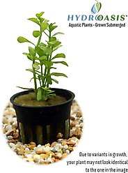 HydrOasis Moneywort Submerged Potted Reg Fish Plant, 3 count slide 2 of 4