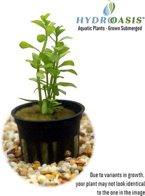 Show full view: HydrOasis Moneywort Submerged Potted Reg Fish Plant, 3 count slide 2 of 5
