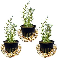 HydrOasis Rotala Wallichii Submerged Potted Reg Fish Plant, 3 count