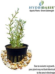 HydrOasis Rotala Wallichii Submerged Potted Reg Fish Plant, 3 count slide 2 of 4