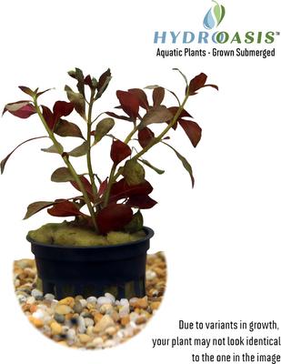 Show full view: HydrOasis Dark Red Ludwigia Submerged Potted Reg Fish Plant, 3 count slide 2 of 5
