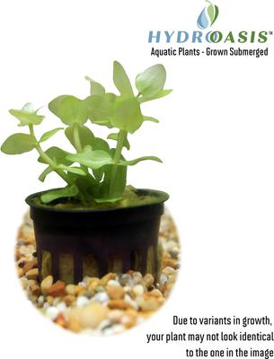 Show full view: HydrOasis Lemon Bacopa Submerged Potted Reg Fish Plant, 3 count slide 2 of 5