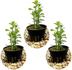 HydrOasis Moneywort Submerged Potted Reg Fish Plant, 3 count