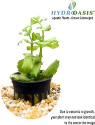 HydrOasis Wisteria Submerged Potted Reg Fish Plant, 3 count slide 2 of 4