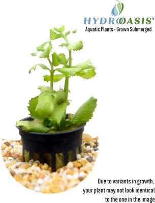 Show full view: HydrOasis Wisteria Submerged Potted Reg Fish Plant, 3 count slide 2 of 5