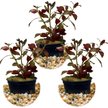 HydrOasis Dark Red Ludwigia Submerged Potted Reg Fish Plant