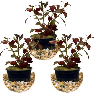 HydrOasis Dark Red Ludwigia Submerged Potted Reg Fish Plant, 3 count
