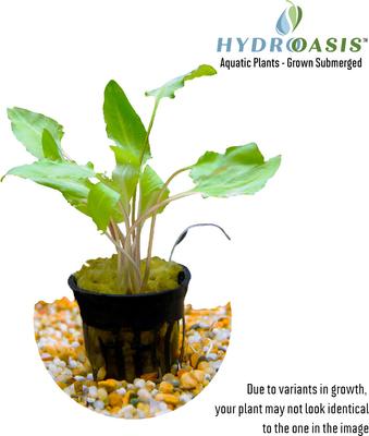 Show full view: HydrOasis Crypt Wendtii Green Submerged Potted Reg Fish Plant, 3 count slide 2 of 4