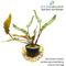 Show in main carousel: HydrOasis Crypt Wendtii Red Submerged Potted Reg Fish Plant, 3 count slide 2 of 4