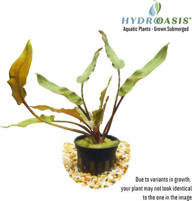 Show full view: HydrOasis Crypt Wendtii Red Submerged Potted Reg Fish Plant, 3 count slide 2 of 4