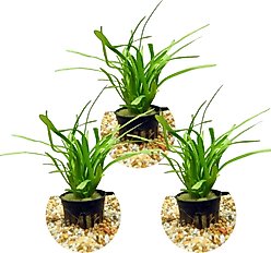 HydrOasis Dwarf Sagittaria Submerged Potted Reg Fish Plant, 3 count