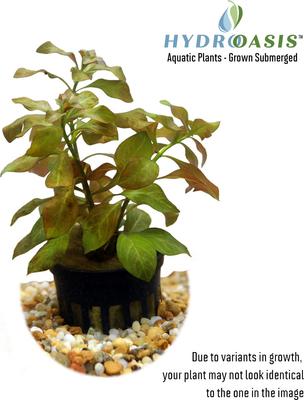 Show full view: HydrOasis Ludwigia Ovalis Submerged Potted Reg Fish Plant, 3 count slide 2 of 5