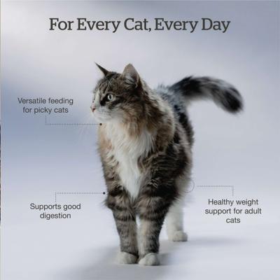 Show full view: Now Fresh Good Gravy Salmon Recipe Grain-Free Adult Dry Cat Food, 8-lb bag slide 5 of 11