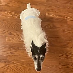 WizSmart Ultra Dry Disposable Leak-Proof Female Dog Diapers, 12 count, Small slide 2 of 8