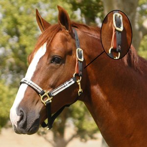 Kensington Protective Products Premium Horse Breakaway Halter, Black/Merlot, Average