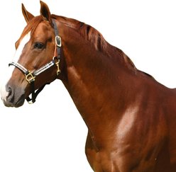 Kensington Protective Products Premium Reflective Horse Nylon Breakaway Halter, Large, Deluxe Black