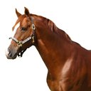 Kensington Protective Products Premium Reflective Horse Nylon Breakaway Halter, Large, Deluxe Black