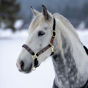 Kensington Protective Products Premium Reflective Horse Nylon Breakaway Halter, Deluxe Black, Horse