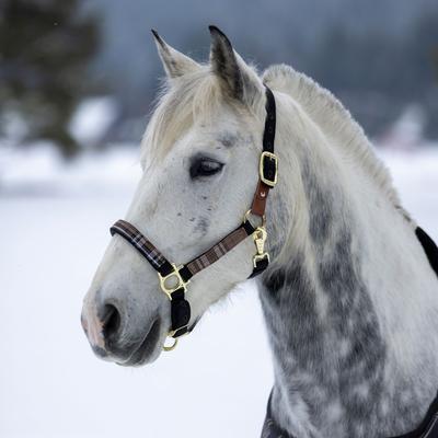 Show full view: Kensington Protective Products Premium Reflective Horse Nylon Breakaway Halter, Average, Deluxe Black slide 2 of 10