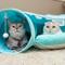 Show in main carousel: Nala Tunnel Bed Cat Toy, Teal slide 2 of 4