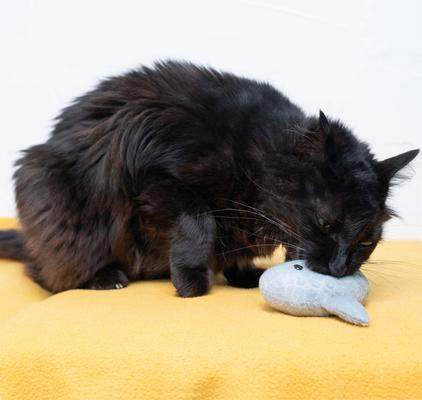 Show full view: Nala Shark Plush Cat Toy with Catnip, Grey slide 6 of 8