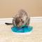 Show in main carousel: Nala Kitty Reward Puzzle Feeder Cat Toy, Blue/Purple slide 6 of 8