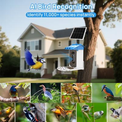 Show full view: Bueteka Smart Solar Powered Bird Feeder with Camera slide 4 of 10
