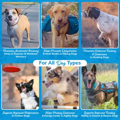 Show full view: Replenish Recovery All-Natural Dog Powder Supplement, 10 count slide 9 of 12