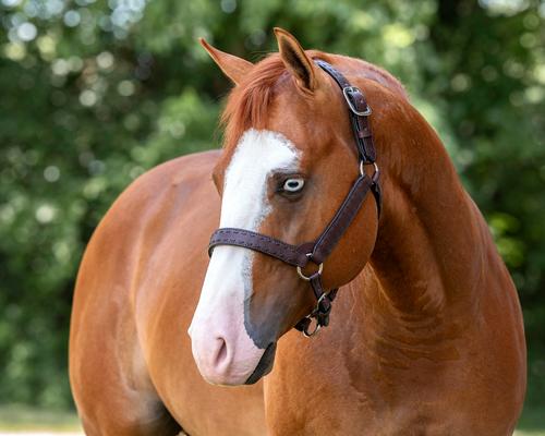 Show full view: Perri's Leather Buckstitch Leather Horse Halter, Havana/Black, Horse slide 6 of 6