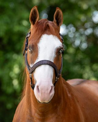 Show full view: Perri's Leather Buckstitch Leather Horse Halter, Havana/Black, Horse slide 5 of 6