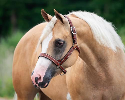 Show full view: Perri's Leather Buckstitch Leather Horse Halter, Chestnut/White, Horse slide 5 of 5