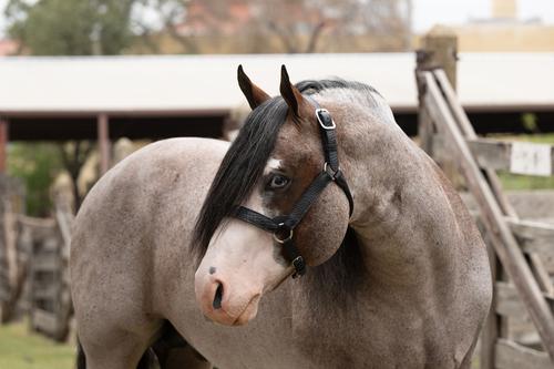 Show full view: Perri's Leather Western Crocodile Embossed Show Horse Halter, Black, Cob slide 4 of 5