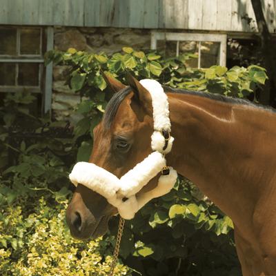 Show full view: Perri's Leather Sheepskin Shipping Horse Halter, Havana, Cob slide 3 of 3