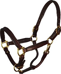 Perri's Leather Padded Horse Halter, Pony, Havana