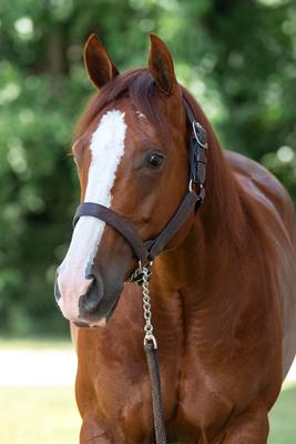 Show full view: Perri's Leather Floral Embossed Leather Horse Halter, Havana, Horse slide 5 of 5