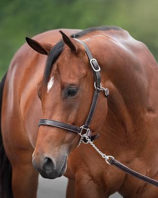 Show full view: Perri's Leather English Croc Horse Halter, Black, Cob slide 4 of 4