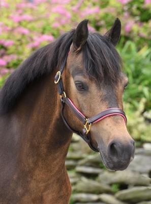 Show full view: Perri's Leather 3/4-in Padded Horse Halter, Mini B, Havana/Pink slide 3 of 3