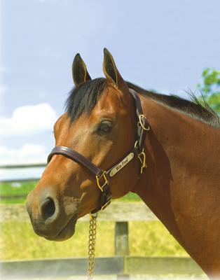 Show full view: Perri's Leather 1-in Show Horse Halter, Havana, Oversize slide 3 of 3