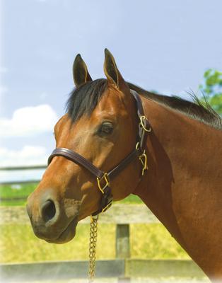 Show full view: Perri's Leather 1-in Show Horse Halter, Havana, Yearling slide 3 of 3