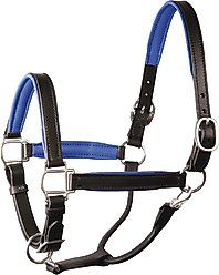 Perri's Leather Stainless Steel Hardware 1-in Padded Horse Halter, Black/Blue, Horse