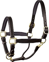 Perri's Leather Brass Hardware 1-in Padded Horse Halter, Black/Black, Cob