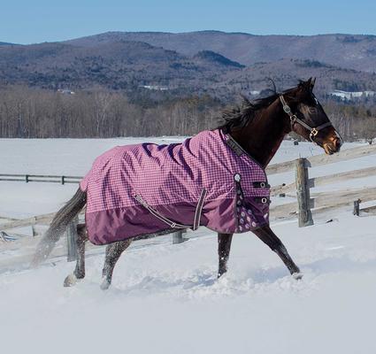 Show full view: Equinavia Norse Horse Turnout Sheet, Plum Wine/Orchid Haze, 72-in slide 3 of 9