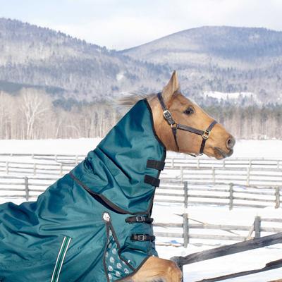 Show full view: Equinavia Arktis Regular Neck Midweight 200-g Horse Turnout Blanket, Deep Green, 78-in slide 6 of 9