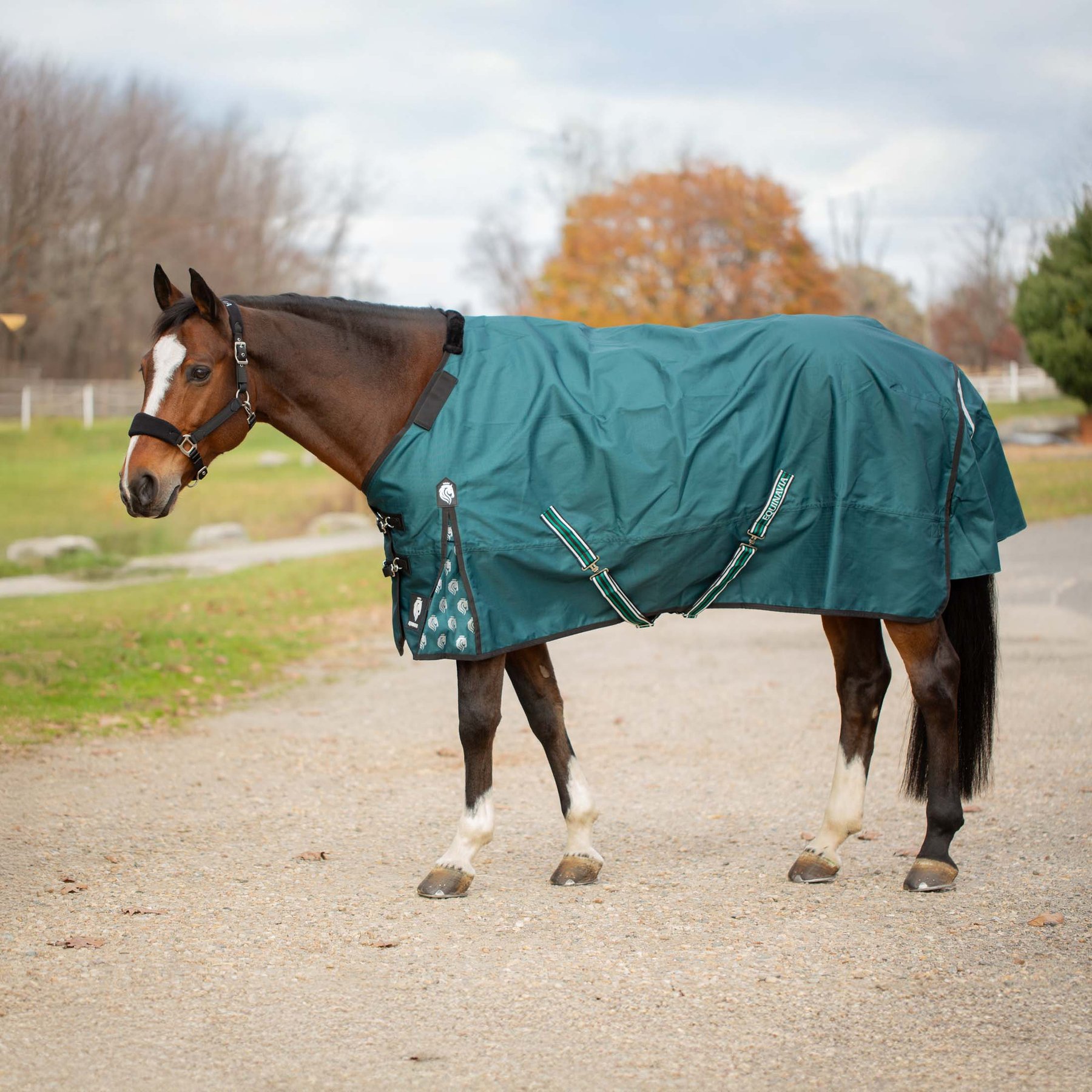 Equinavia Arktis Regular Neck Midweight 200-g Horse Turnout Blanket, Deep Green, 66-in