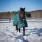 Show in main carousel: Equinavia Arktis Extended Neck Light Weight 100g Horse Turnout Blanket, Deep Green, 72-in slide 4 of 9