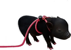 Piggy Poo and Crew 12' Adjustable Mini Pig Harness & Leash, Pink