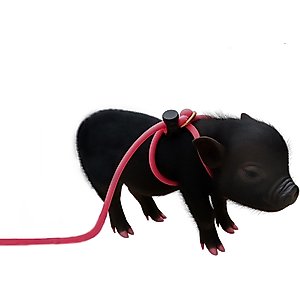 Piggy Poo and Crew 12' Adjustable Mini Pig Harness & Leash, Pink